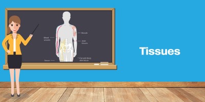 NCERT Solutions for Class 9 Science - Tissues